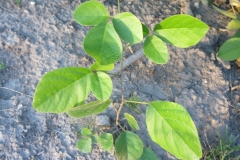 Kennedia rubicunda