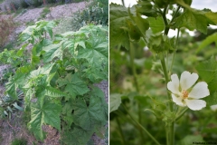 Kitaibela vitifolia