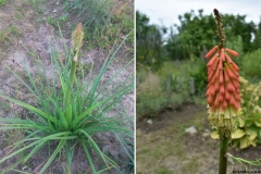 Kniphofia uvaria