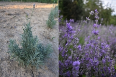 Lavandula angustifolia