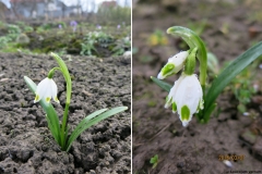 Leucojum vernum