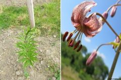 Lilium martagon