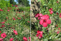 Linum grandiflorum