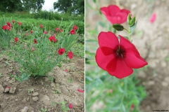 Linum rubrum