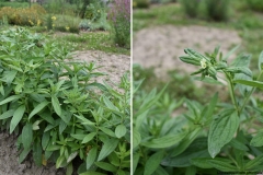 Lithosmpermum officinale