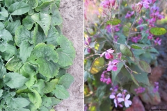 Lunaria annua