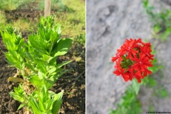 Lychnis chalcedonica