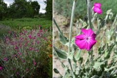 Lychnis coronaria