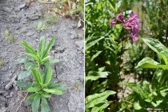 Lychnis yunnanensis