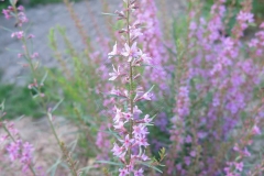 Lythrum virgatum