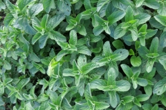 Mentha