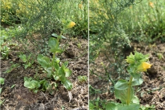 Mimulus luteus