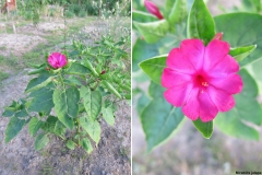 Mirabilis jalapa