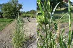 Miscanthus sinensis 'Zebrinus'