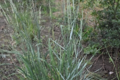 Miscanthus sinensis