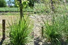 Molinia arundinacea 'Gramim'