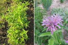 Monarda bradburiana