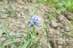 Muscari armeniacum