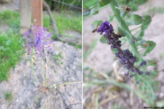 Muscari comosum