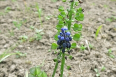 Muscari neglecta