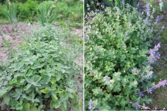 Nepeta transcaucasica