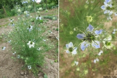 Nigella bucharica