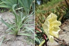 Oenothera versicolor