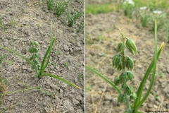 Ornithogalum dusche