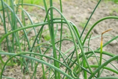 Ornithogalum fimbriatum