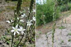 Ornithogalum pontica