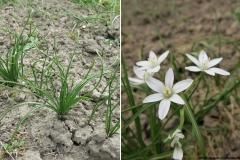 Ornithogalum umbellatum