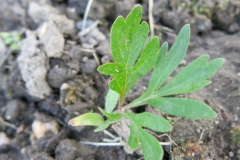 Paeonia mlokosewitschii