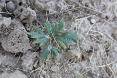 Paeonia tenuifolia