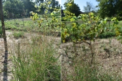 Panicum virgatum 'Shenandoah'