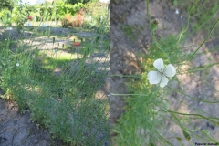 Papaver dubium