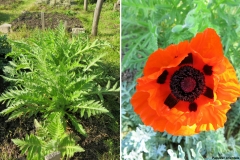 Papaver orientale