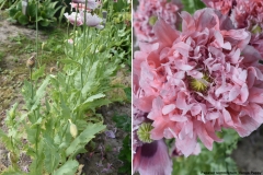 Papaver somniferum ’Venus Pappy’