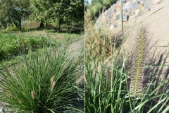 Pennisetum alopecuroides 'Magic'