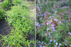 Penstemon serrulatus