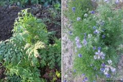 Phacelia grandiflora