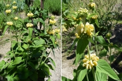 Phlomis russeliana