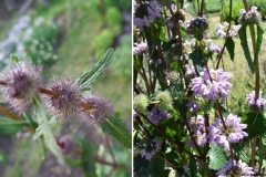 Phlomis tuberosa