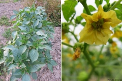 Physalis ixocarpa