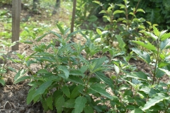 Physostegia virginiana 'Summersnow'