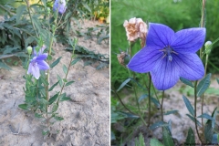 Platycodon grandiflorus