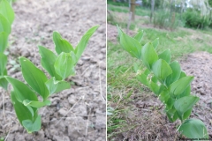 Polygonatum latifolium