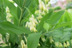 Polygonatum multiflorum