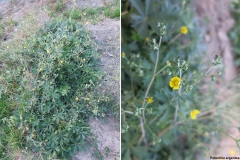 Potentilla argentea