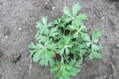 Potentilla kurdica