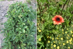 Potentilla nepalensis